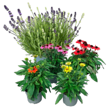 Plantenmix